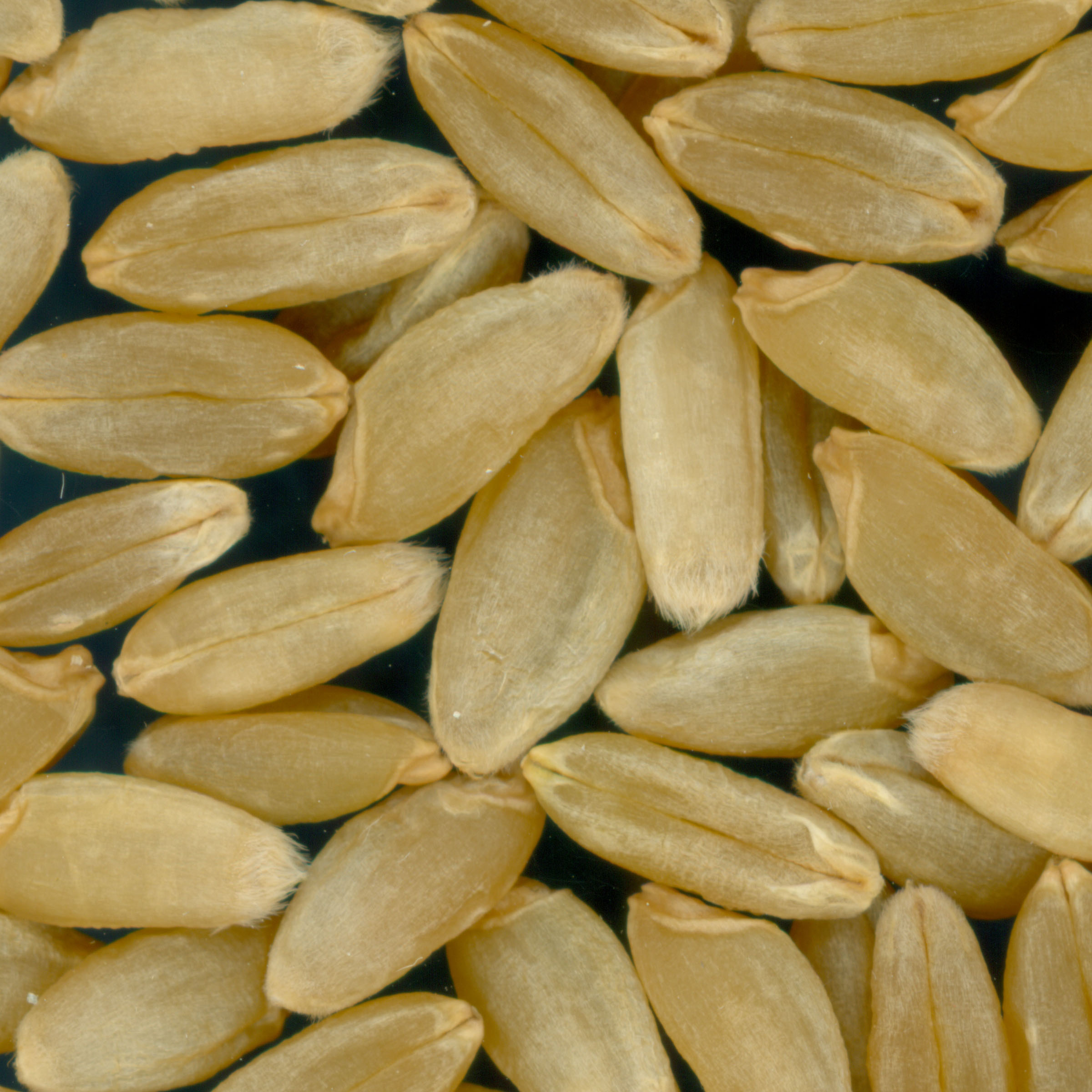 Click for 2 image(s) for this accession. KERNELS